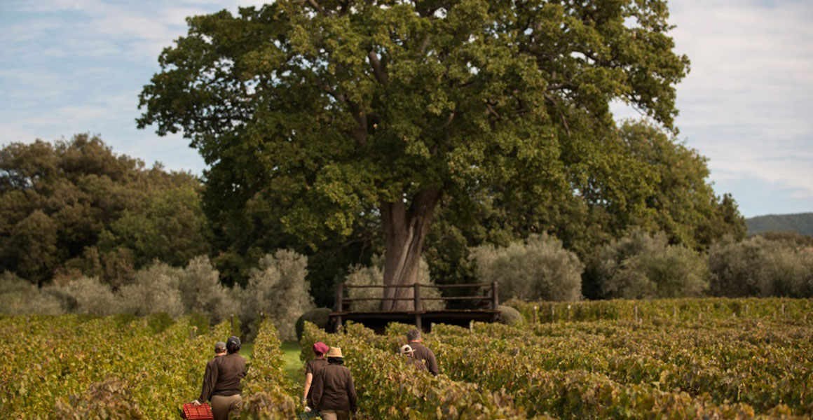 ORNELLAIA 2007 ボルゲリ DOCスーペリオーレ オルネライア2021