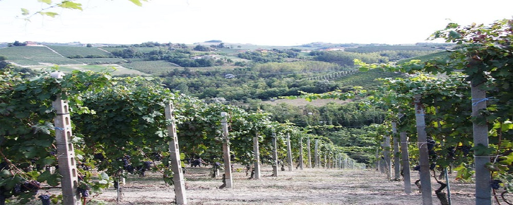 特価Diego Conterno Barbera d'Alba ディエゴコンテルノバルベラダルバ 特価Diego Conterno Barbera d'Alba ディエゴコンテルノバルベラダルバ